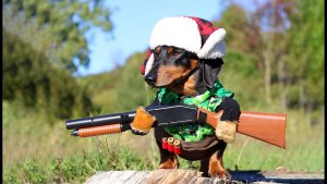 Dog Shoots Owner During Hunting